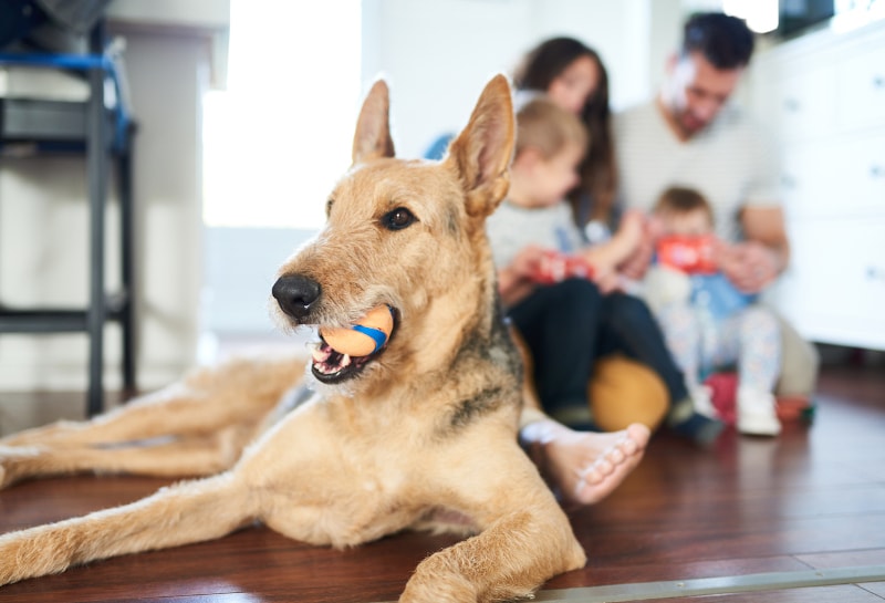 Are Pets Damaging Your Indoor Air Quality